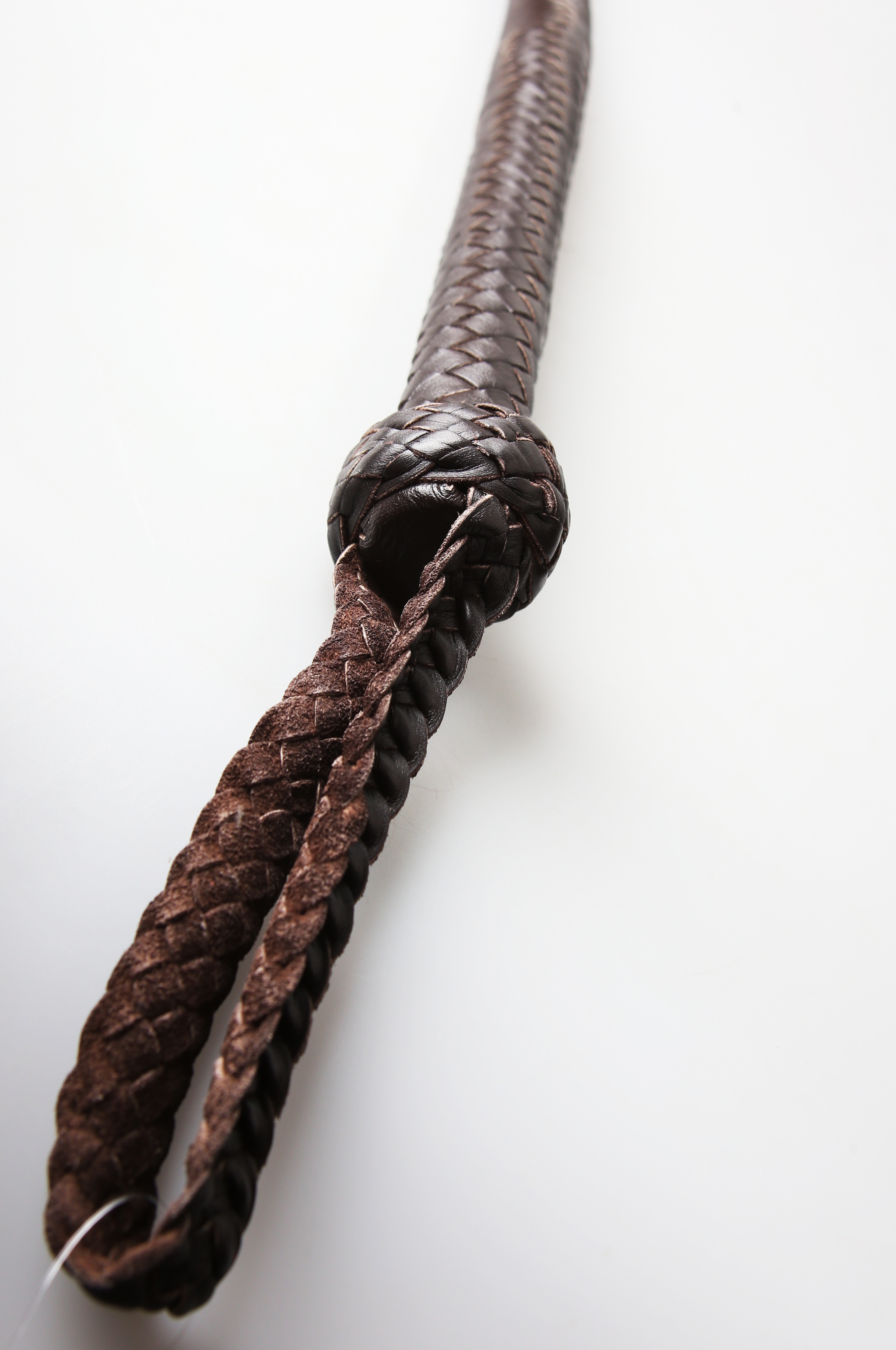 Kanadische Shortpeitsche kurze Singletail - Brown