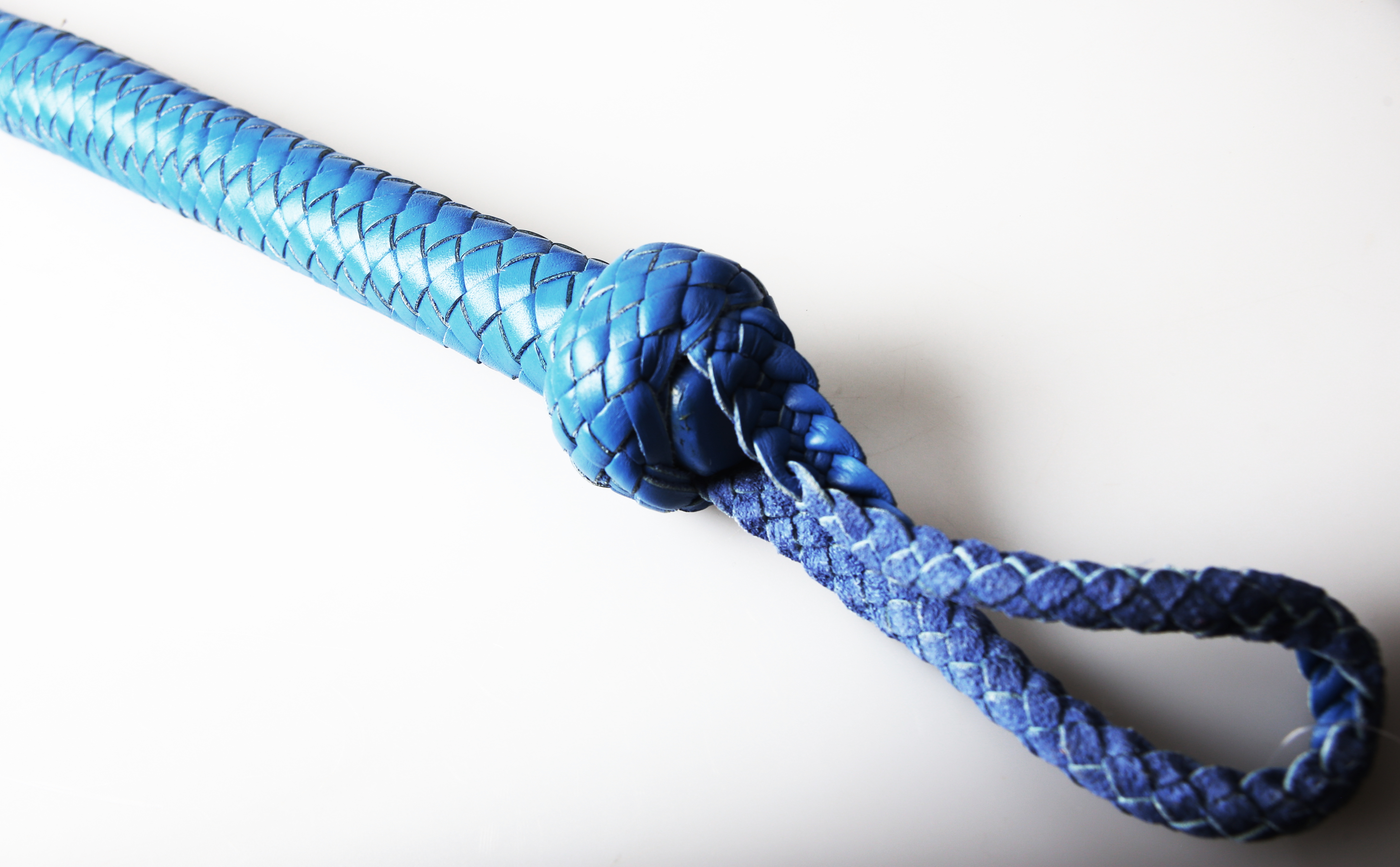 Kanadische Shortpeitsche kurze Singletail - Blue