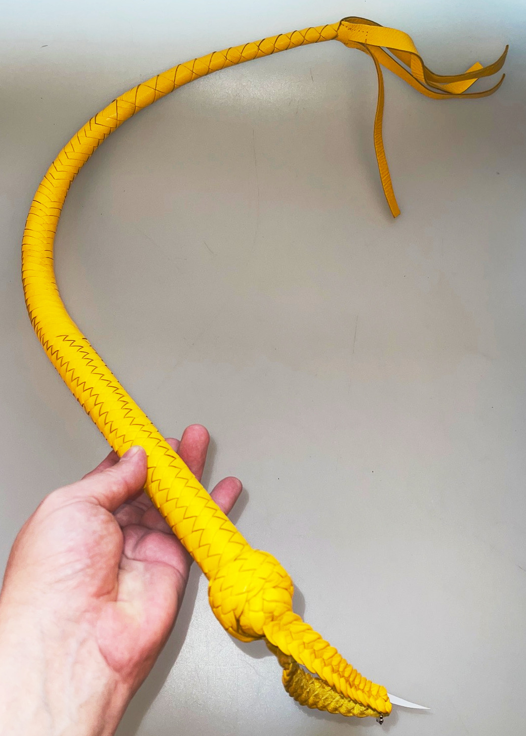 Kanadische Shortpeitsche kurze Singletail - Yellow